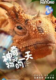 2021年加拿大纪录片《神奇动物的一天 第一季》全8集 [迅雷BT磁力免费下载]