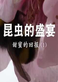 2020年国产大陆纪录片《昆虫的盛宴》全8集 [迅雷BT磁力免费下载]