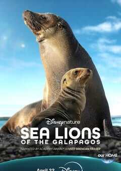 2025年美国纪录片《海狮利奥环岛记》HD英语中字 [迅雷BT磁力免费下载]