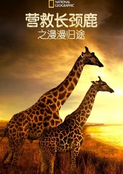 2022年美国纪录片《营救长颈鹿之漫漫归途》HD英语中字 [迅雷BT磁力免费下载]