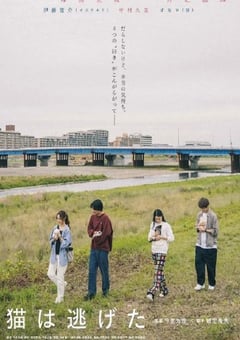 2022年日本6.7分剧情片《猫猫逃走了》BD日语中字 [迅雷BT磁力免费下载]