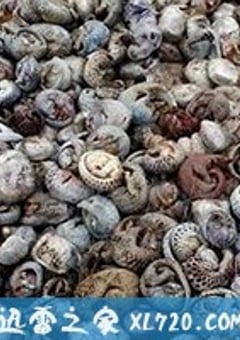穿山甲：被捕杀最多的动物 Pangolins: The World’s Most Wanted Animal (2018) [迅雷BT磁力免费下载]