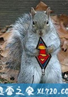 超级松鼠 Natural World: The Super Squirrels (2018) [迅雷BT磁力免费下载]