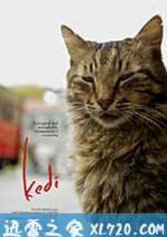 伊斯坦布尔的猫 Kedi (2016) [迅雷BT磁力免费下载]