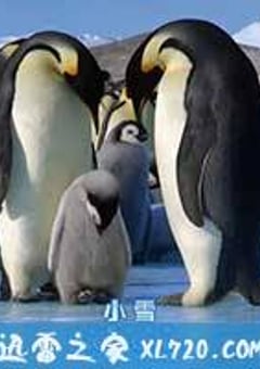 帝企鹅宝宝的生命轮回之旅 Snow Chick – A Penguin’s Tale (2015) [迅雷BT磁力免费下载]